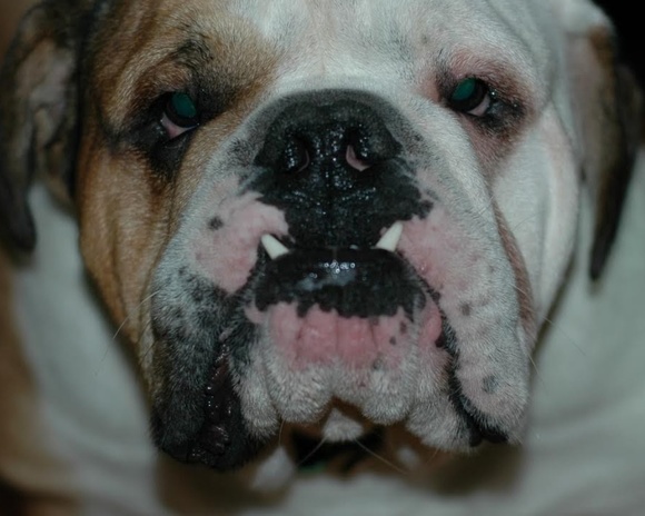 Profile Picture of Rachael Fogerty (@rach_af) on Poshmark