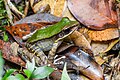 Profile Picture of Odorrana aureolaon Wikipedia