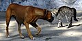 Profile Picture of Fight-or-flight response - Wikipediaon Wikipedia