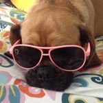 Profile Picture of Charlotte Ivancich (@charlottes_puggle_world) on Instagram