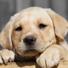 Profile Picture of Libby Carter (@elizabeth_cart7) on Twitter