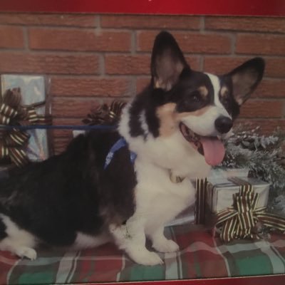 Steve Pogue - Twitter Profile Picture of Steve Pogue (@steve_pogue) on Twitter