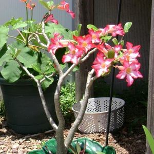 Profile Picture of Lori Mckeown (@neonsportster) on Myspace