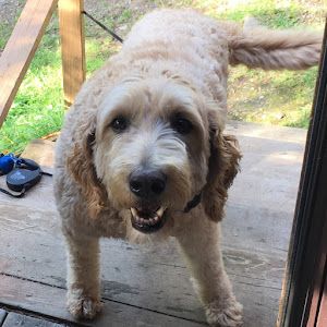 Profile Picture of MNMayhem (@davidahlbrecht) on Tiktok