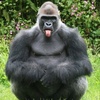 Profile Picture of Chris Hollander (@@chrishollander0) on Tiktok