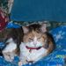 Profile Picture of Birgitt Smith (@bsmith7063) on Pinterest