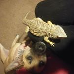 Profile Picture of Faust (@stevehavron) on Instagram