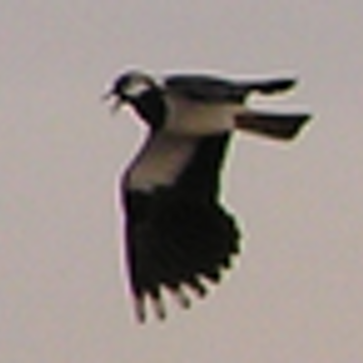 Profile Picture of Thomas Niekamp (@brallo65) on Twitter