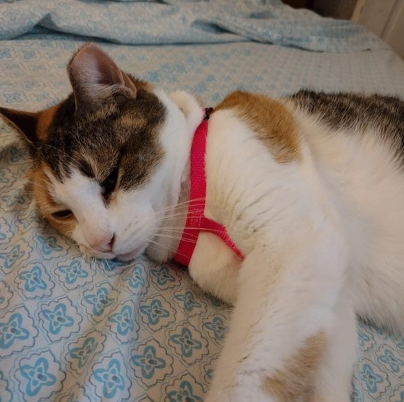 Profile Picture of Marsha Mcclain strong (@marshastrong55) on Poshmark