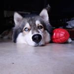 Profile Picture of 𝑩𝒓𝒂𝒏𝒅𝒐𝒏 𝑹𝒖𝒔𝒕𝒚 (@brandon.rusty) on Instagram