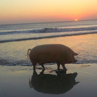 Profile Picture of Ann Hanson (@AnnTenHan) on Twitter