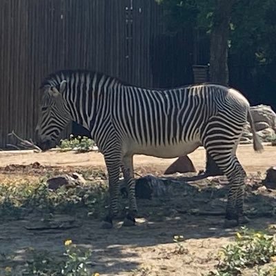 Profile Picture of Margo Thompson (@MargoTh51229353) on Twitter