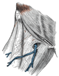 Profile Picture of Fascia lataon Wikipedia