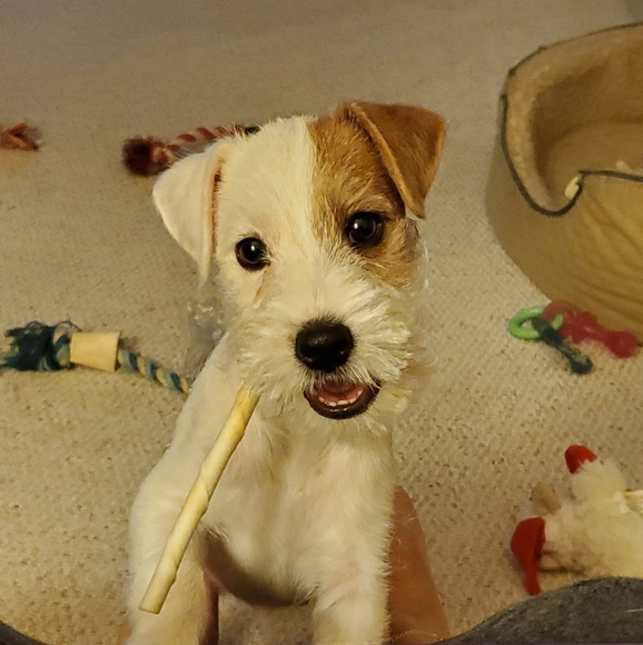 Profile Picture of Julie Felten (@jacfelten) on Poshmark