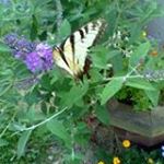 Profile Picture of Judi Mike Mance (@judimikemance) on Instagram