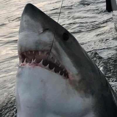 Profile Picture of Dan Dumas (@Dan3dUT) on Twitter