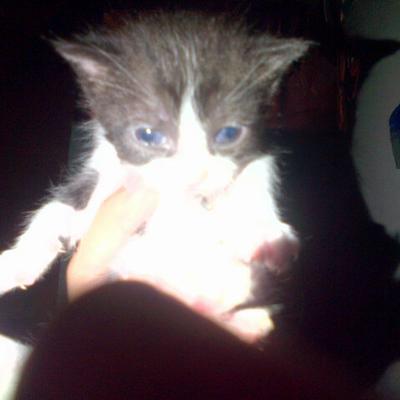 Profile Picture of David Gamba (@Divad1309) on Twitter