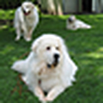 Profile Picture of Sean & Paula McQuade (@Indy Pyrs) on Flickr