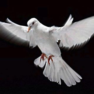 Profile Picture of Kenneth Pires (@kenneth.pires.50) on Facebook