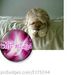 Profile Picture of Sally Craig (@sallycraiger) on Pinterest