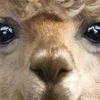 Profile Picture of LamaFace__ (@lamaface__) on Tiktok