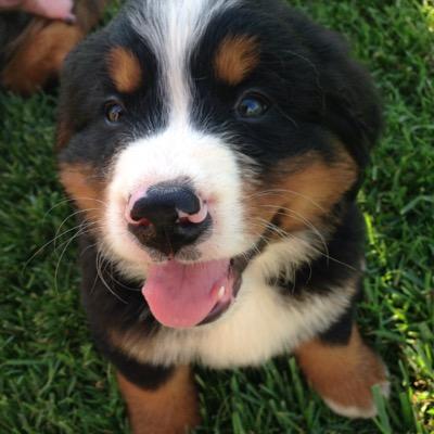 Profile Picture of Joseph Martella (@JosephMartella) on Twitter