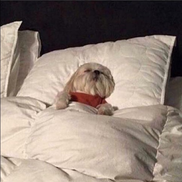 Daniel Yerxa - Poshmark Profile Picture of Daniel Yerxa (@danyerxa) on Poshmark