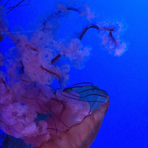 Profile Picture of Athena Saraco (@athenasaraco) on Poshmark