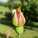 Profile Picture of Le jardin d'Auré (@lejardindaure) on Instagram