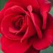 Profile Picture of Wendy Cantoral-Argueta (@cantoralargueta) on Pinterest