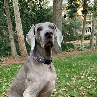 Profile Picture of Telemarcer (@MarcSchwitters) on Twitter