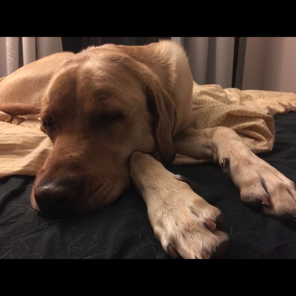 Profile Picture of Yue Zhang (@zy_lizzy) on Poshmark