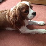 Profile Picture of Alicia Murray Marshall (@aliciamurraymarshall) on Instagram