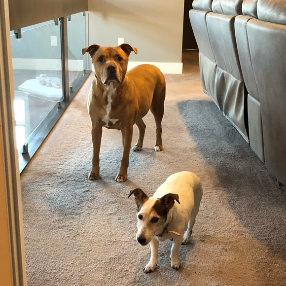 Profile Picture of Romina Ayoob (@rodigz) on Poshmark