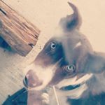 Profile Picture of Kenneth Clark (@mooseislife1) on Instagram