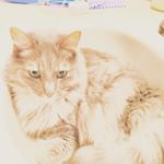Profile Picture of hailey pugh (@haileypugh0909) on Instagram