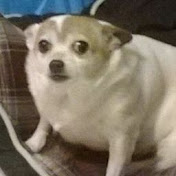 Profile Picture of Chase Robinson (@chaserobinson3728) on Youtube