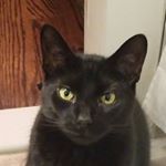 Profile Picture of Jake Brinkman (@jakiejellybean) on Instagram