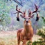 Profile Picture of nicholas.cardwell (@nicholas.cardwell5) on Instagram