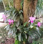 Profile Picture of Pauline Boyer (@pauline.boyer.562) on Facebook