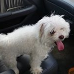 Profile Picture of 🐾Rocky Olson🐾 (@rocky.maltesee) on Instagram