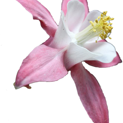 Profile Picture of Deborah Graham (@CacheProgrammer) on Twitter