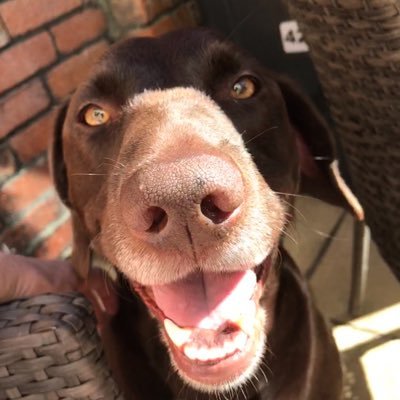 Profile Picture of Amy  💕 🐾 📚 (@JeffPlusJimmy) on Twitter