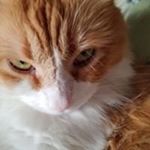 Profile Picture of Matthew Keeler (@randomchimpdotnet) on Instagram