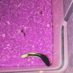 Profile Picture of Shirley Creedon Swanson🐟💞 (@shirleycreedonswanson) on Instagram