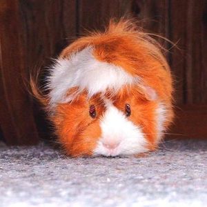 Profile Picture of Frank Stella (@franksroom) on Myspace