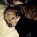Profile Picture of Janet Dorn Menninger (@janet_menninger) on Pinterest