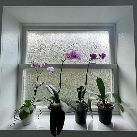 Profile Picture of Kevi Jurčíková-cinnamon (@kevi_j) on Poshmark