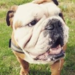 Profile Picture of Monika Snowacka (@bobby_winston_bulldog) on Instagram