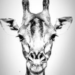 Profile Picture of James Wilking (@giraffe9576) on Instagram